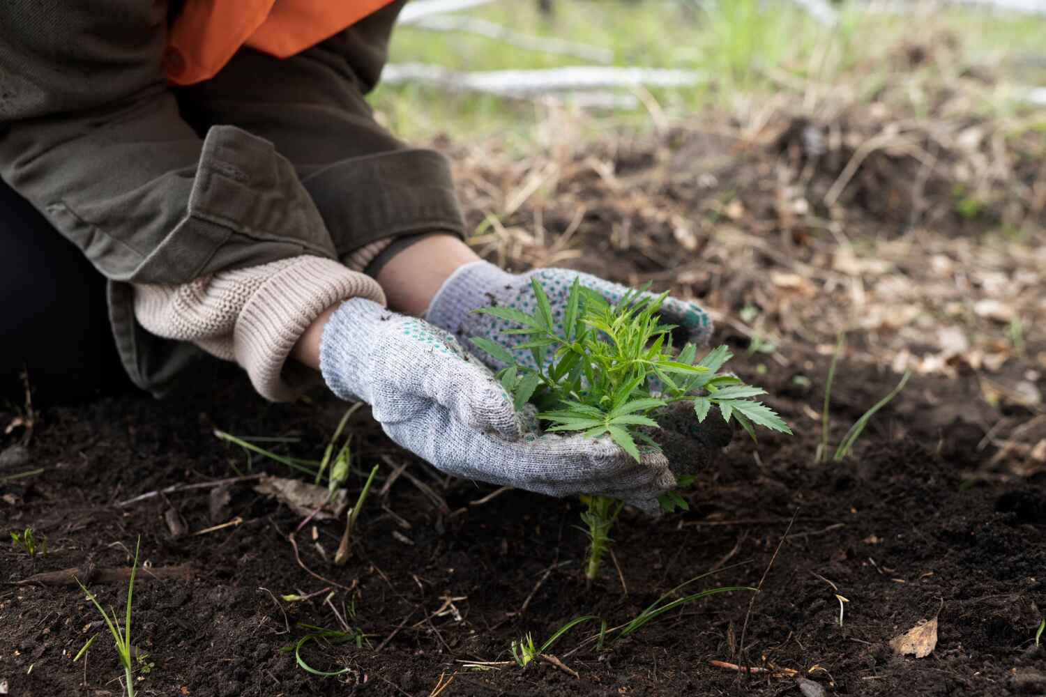 Trusted Calverton Park, MO Tree Service Experts